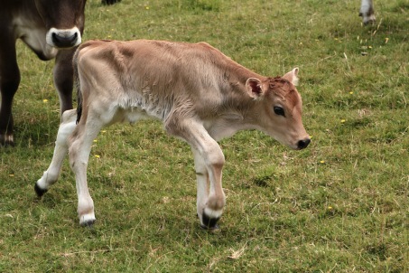 Choupette's calf